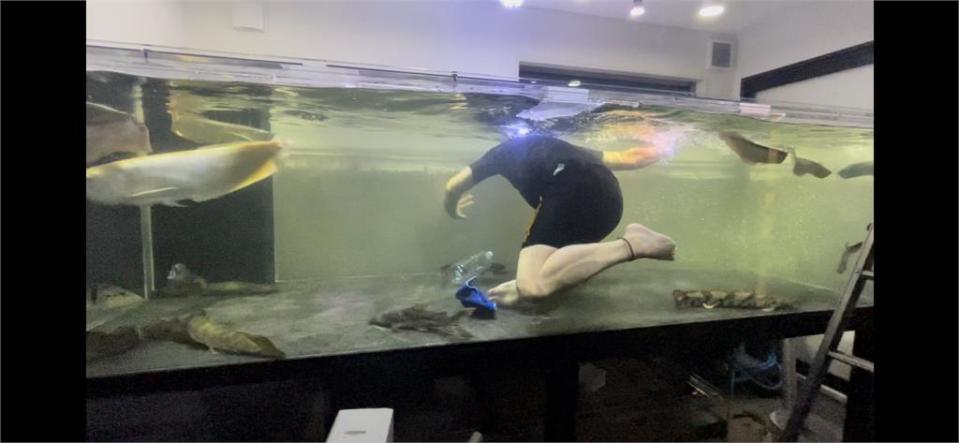 不爽就跳魚缸！狂男打造「3米巨型水族箱」和寵物魚共游畫面曝網看傻