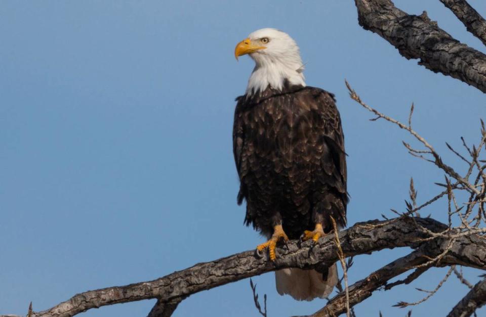 A bald eagle sits perched in a tree at Cheney Reservoir in this file photo. Large numbers of the birds can be seen at points all around the lake this time of year.