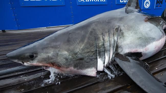 A Vimy lo encontraron en Nueva Escocia (OCEARCH/Robert Snow)