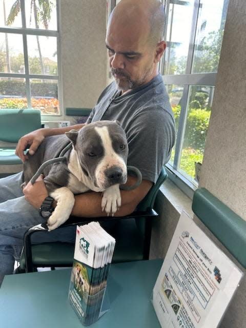 Volunteer dog rescuer Hector Vega takes Jana to the Town and Country Animal Hospital in Miami after capturing her in the Redlands area of the Everglades.