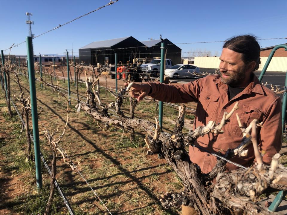 A man inspecting grapes at a winery