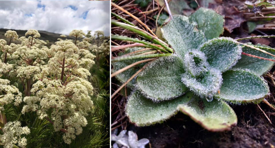 Samples from the last 125 years of plants including mountain celery (left) and billy buttons (right). Source: Casey Kirchhoff/iNaturalist, CC BY-NC