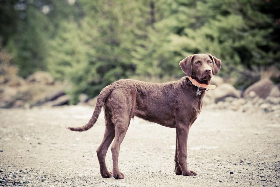 brown dog breeds chesapeake bay retriever