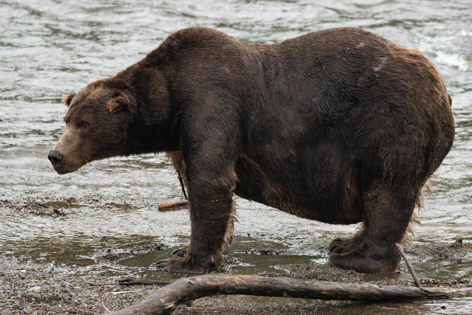 A giant brown bear stands at the edges of the water (Cory Cravatta / NPS)