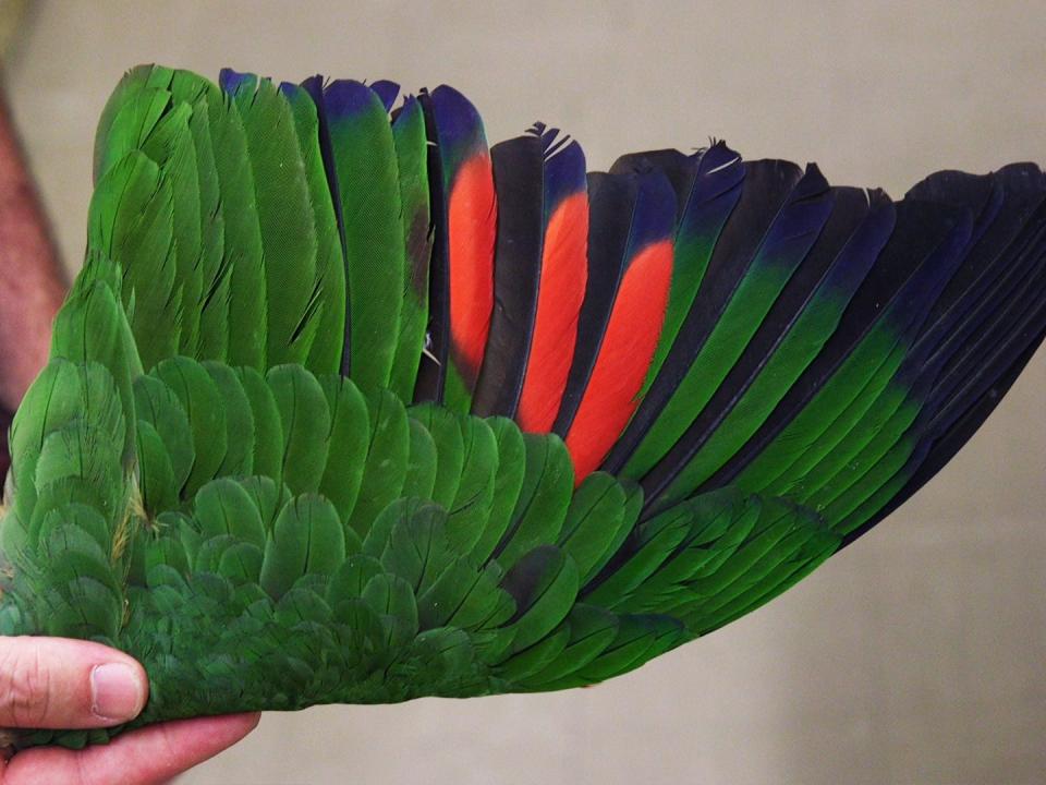 A wing specimen of an Amazon parrot that is mostly green with some red and blue tones.