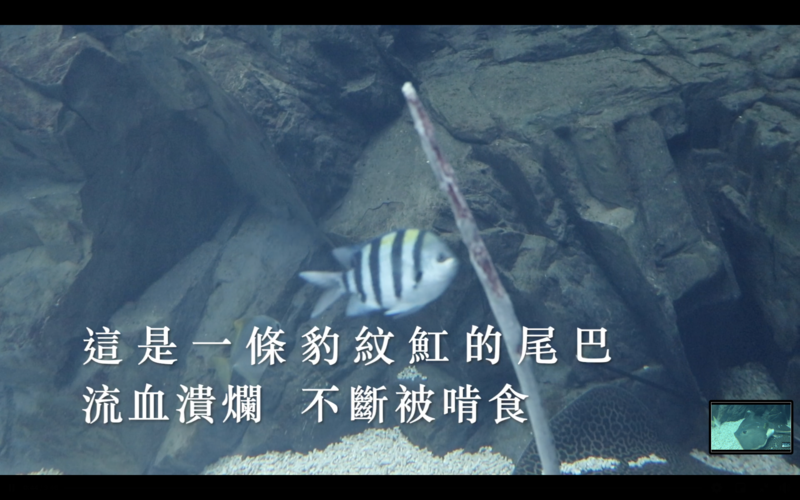 Xpark館內魟魚尾巴受傷還遭小魚啃咬。（翻攝自台灣防止虐待動物協會臉書）