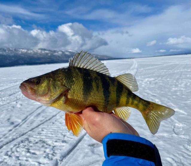 Catching jumbo perch on Idaho's Lake Cascade through the ice — and in  (high-tech) style
