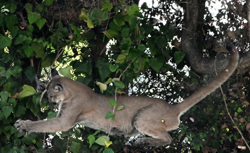 Los Angeles, California October 27, 2022-A mountain lion tries to hang on a tree branch before falling to the ground and running off along San Vicente Blvd. in Brentwood Thursday. (Wally Skalij/Los Angeles Times)