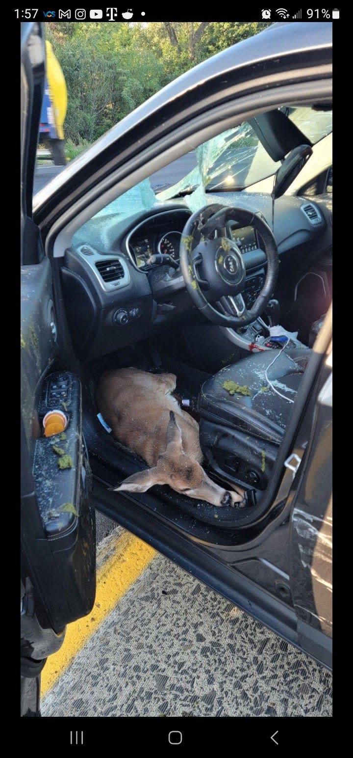 On Wednesday morning this deer leapt from a Route 3 overpass and struck a car driving south on Route 21 in Clifton. Deer landed on driver's lap and driver lost control of car, crashed and suffered minor injuries.