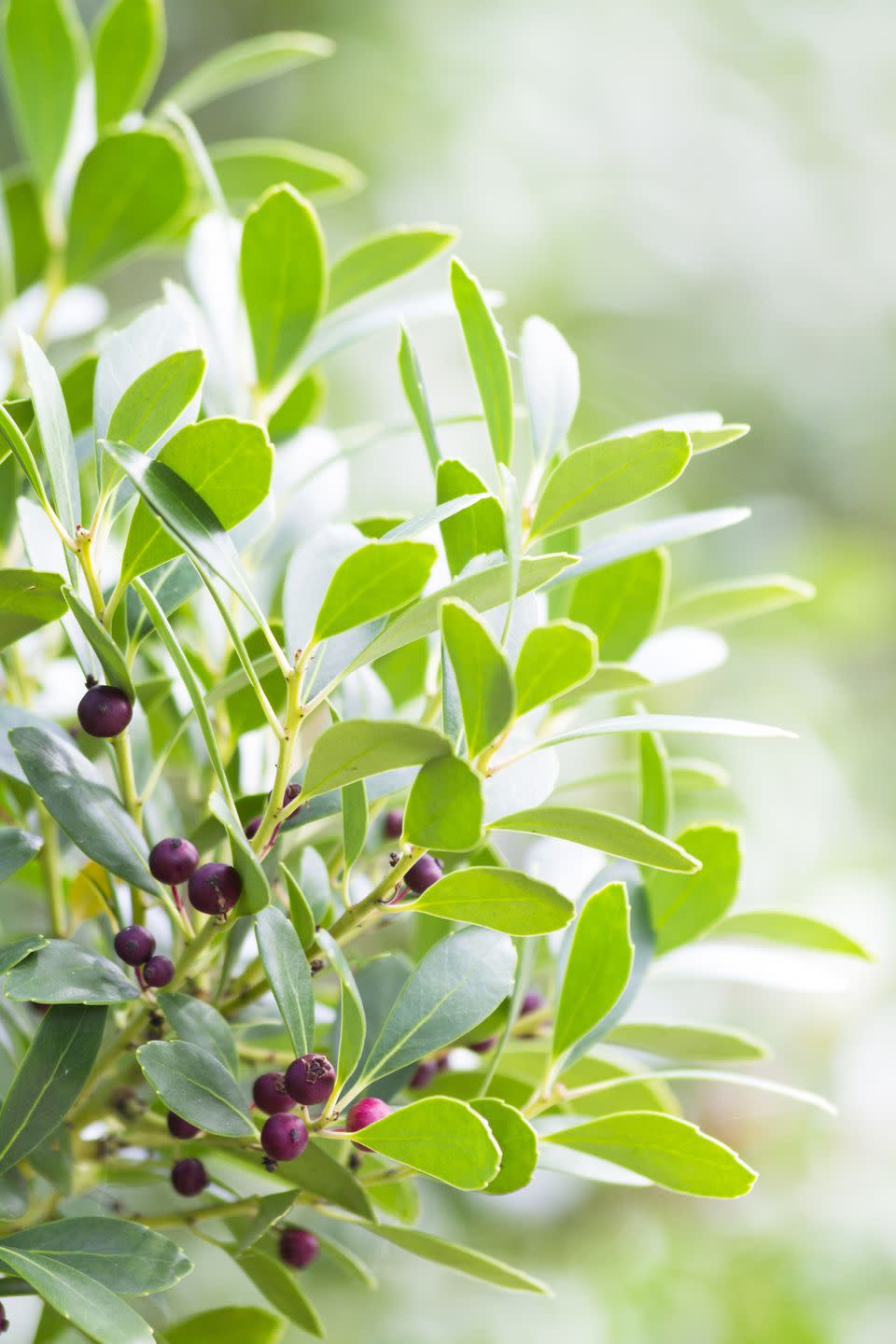 closeup shot of an evergreen winterberry or inkberry holly