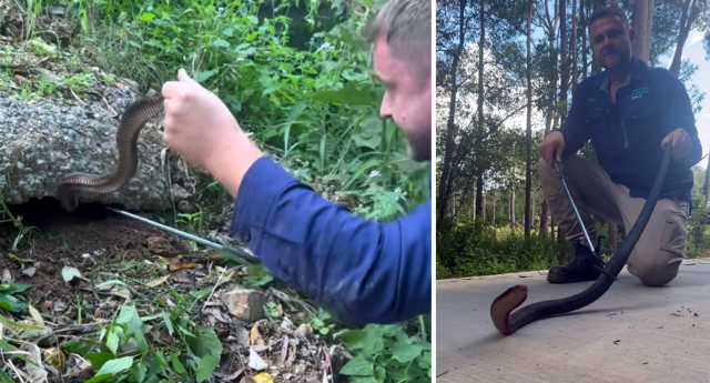 Sunshine Coast Snake Catchers 