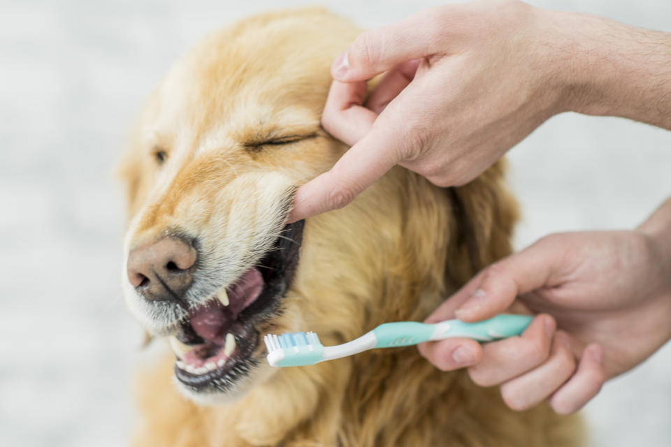 Los perros pueden sufrir vómitos, diarrea e incluso intoxicaciones mortales. (Getty Images)