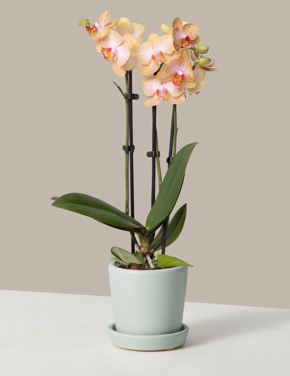 Petite Sunset Orchid