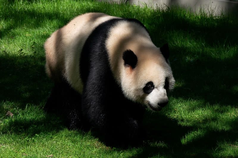 FILE PHOTO: Giant Panda Tian Tian walks through its enclosure at the Smithsonian's National Zoo in Washington