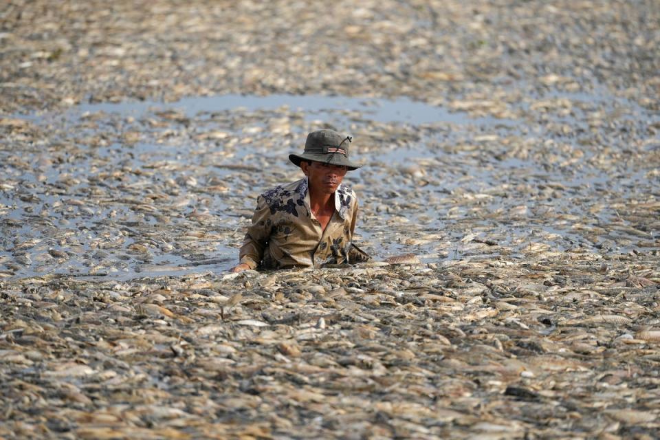 A fisherman collects dead fish caused by renovation works and the ongoing hot weather conditions from a reservoir in southern Vietnam’s Dong Nai province (AFP via Getty Images)