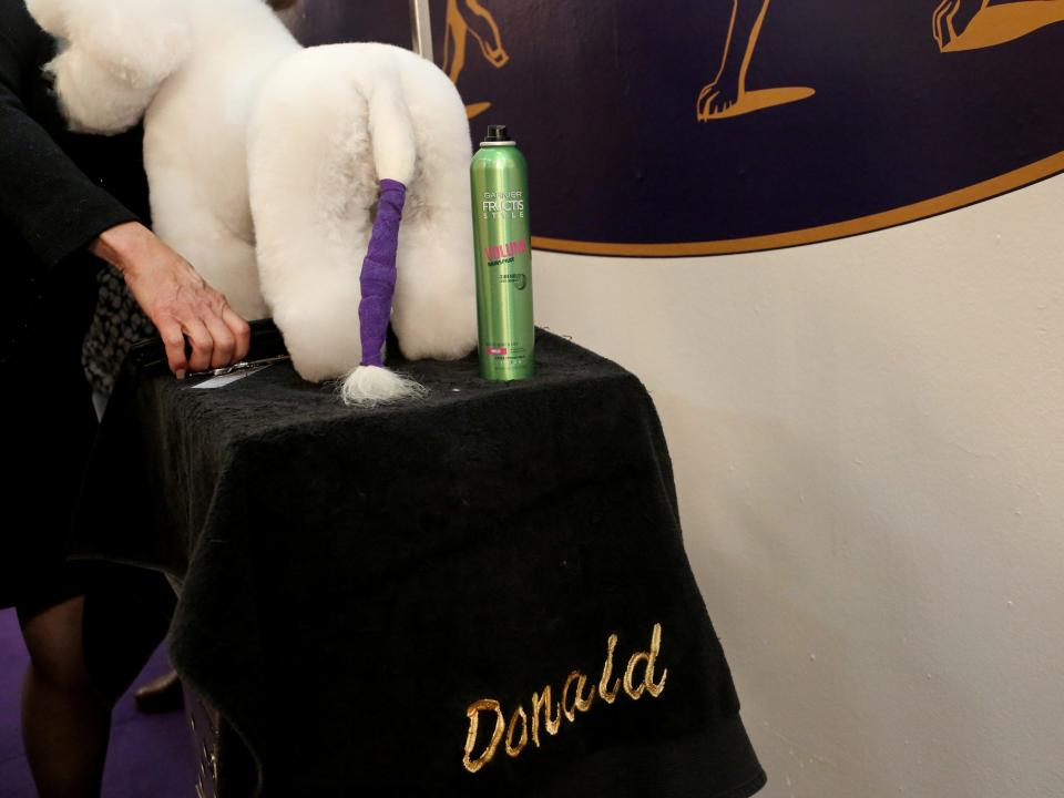 A bichon frise is groomed on the first day of the show.