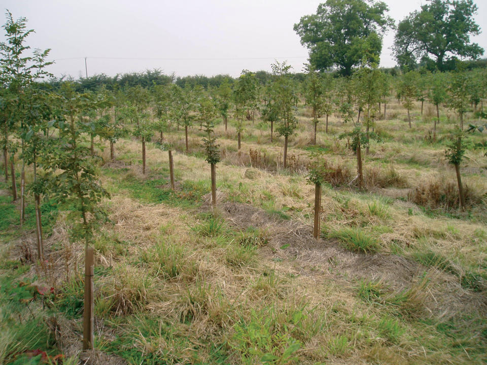 Planting new woods is needed to increase tree cover (Eric Porter/WTML/PA)