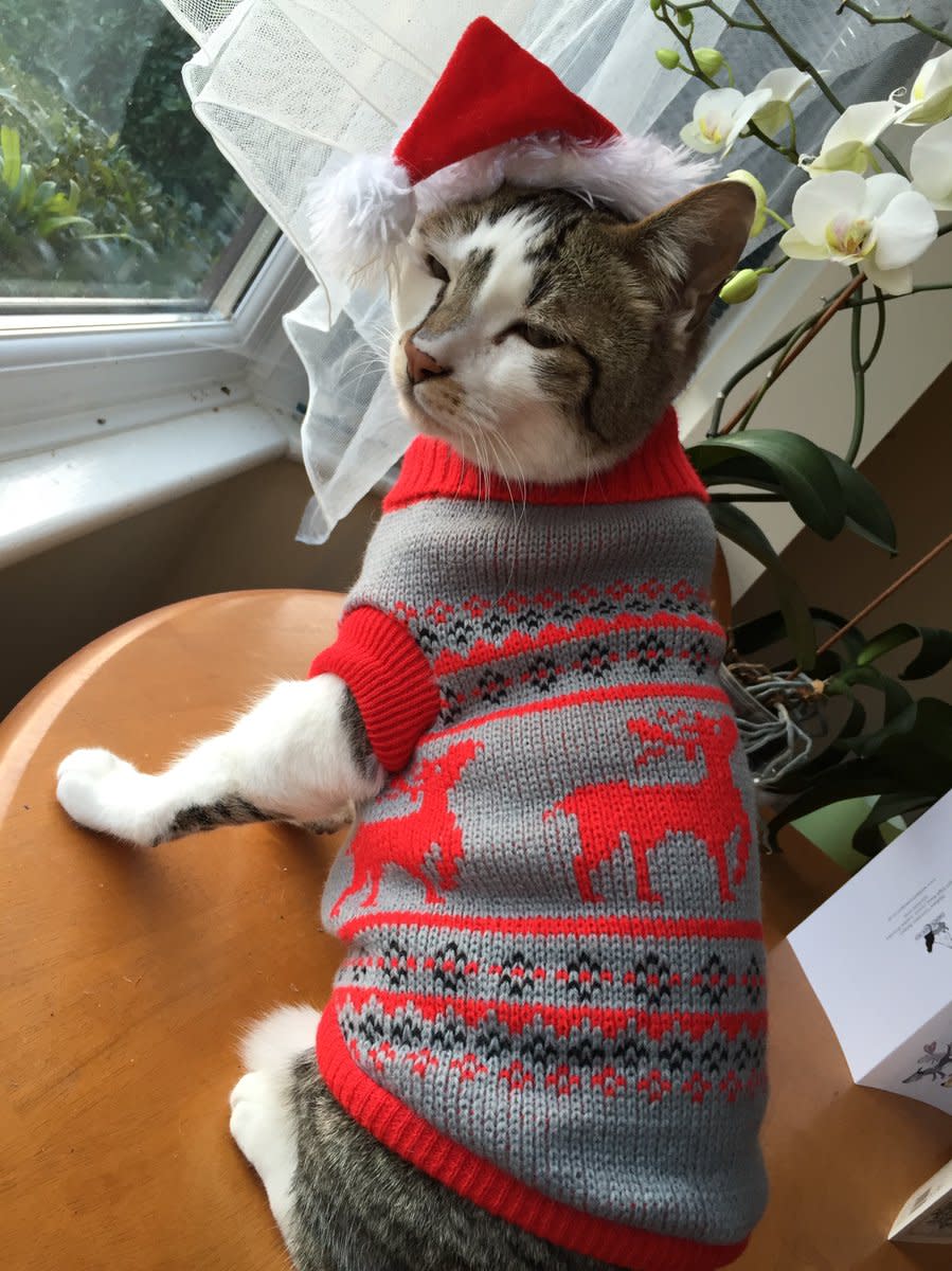 People are dressing cats in adorable Christmas sweaters and the cats are not amused by this