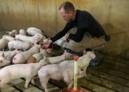 Hog farmer Mike Paustian interacts with some of his piglets in his farm in Walcott, Iowa