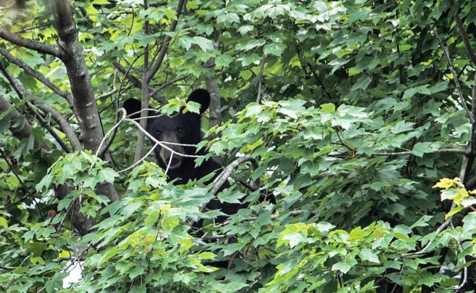 Police and animal control officers have responded to a black bear found in a tree of the UNC REX Hospital parking lot in Raleigh, N.C., on July 13, 2021.