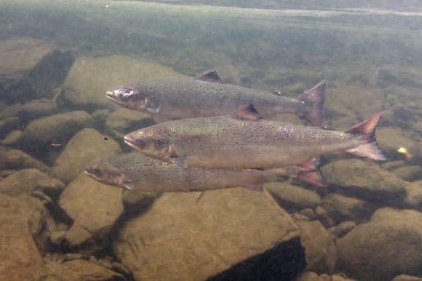 Climate change and human activity are also impacting the Atlantic salmon, which showed a global population decrease of 23% between 2006 and 2020, according to Monday's IUCN Red List report. Photo courtesy of NOAA
