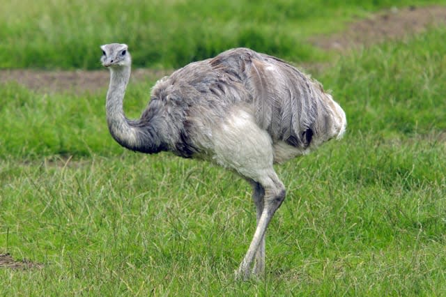 Agressive Rhea bird being hunted by armed police in Nottinghamshire