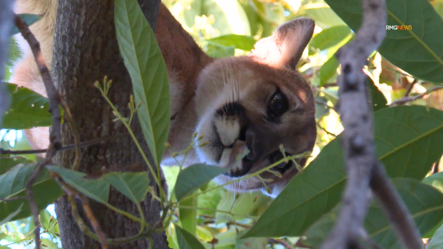 A mountain lion is spotted in a tree outside a Woodland Hills home on May 9, 2024.