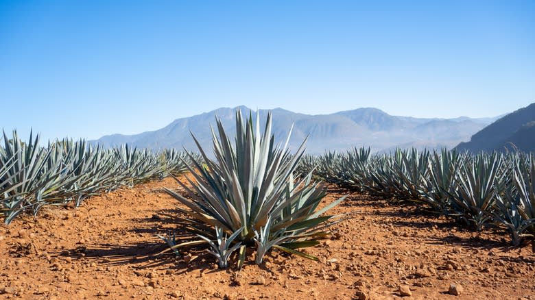 agave plants in Mexico