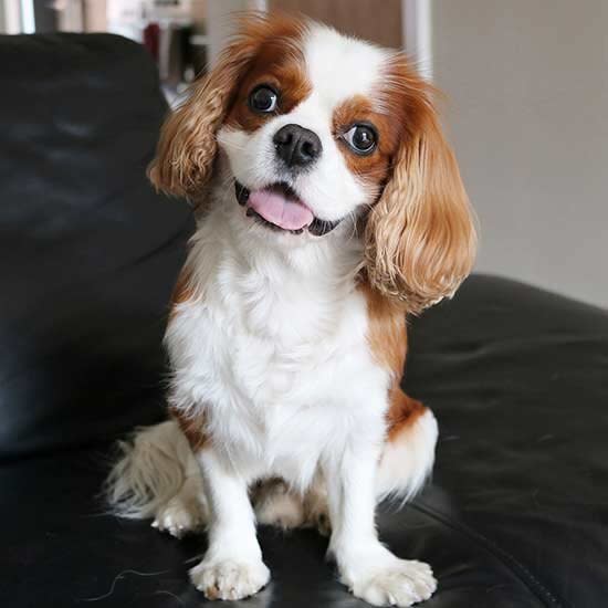 Dog-Care Facts Every Cavalier King Charles Spaniel Owner Needs to Know