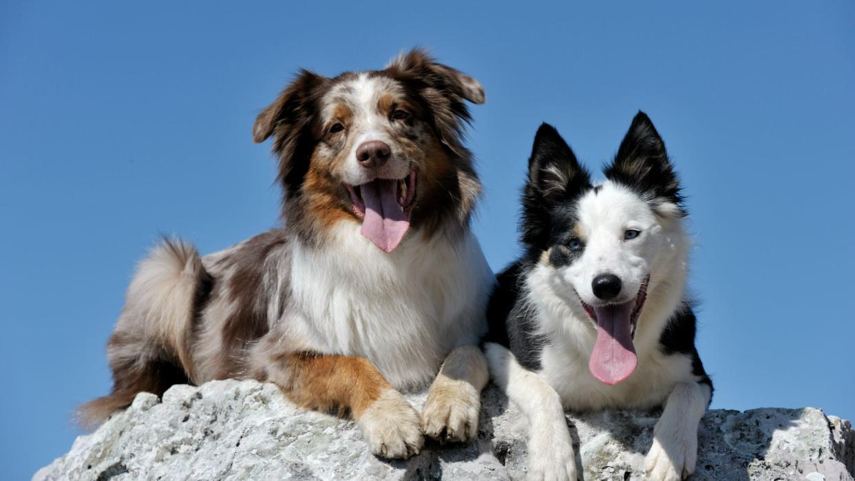  Australian shepherd and border collie sitting together. 