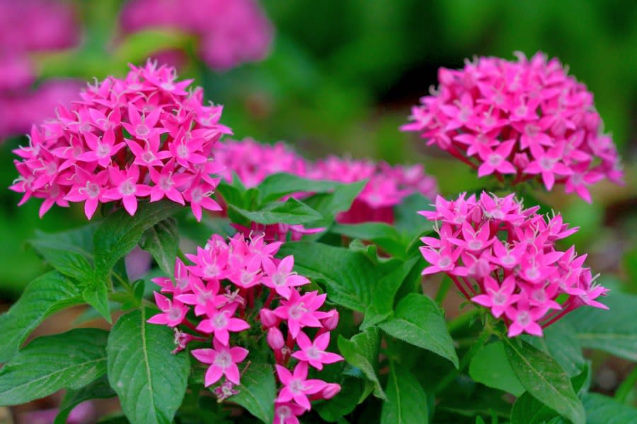 Pentas lanceolata, also called Egyptian star clusters or star flower, is native from Yemen to East Africa. It blooms all summer long to autumn frost, with clusters of starry flowers. The color of flower ranges from red, pink, lilac and white. It is one of the best butterfly-attracting flowers.