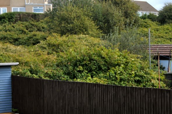 Japanese Knotweed invasion