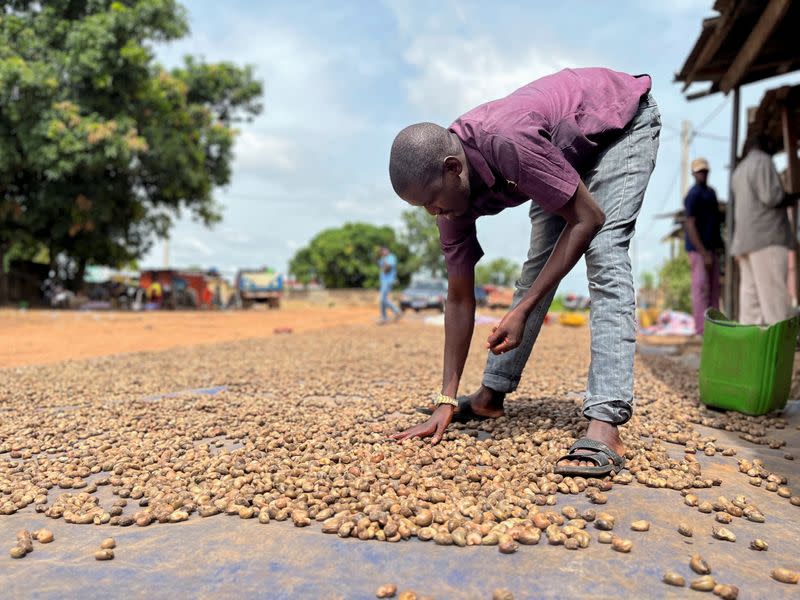 Drissa Dembele, a farmer and buyer of raw cashew, checks unshelled nuts that were spreaded out to dry, in Katiola