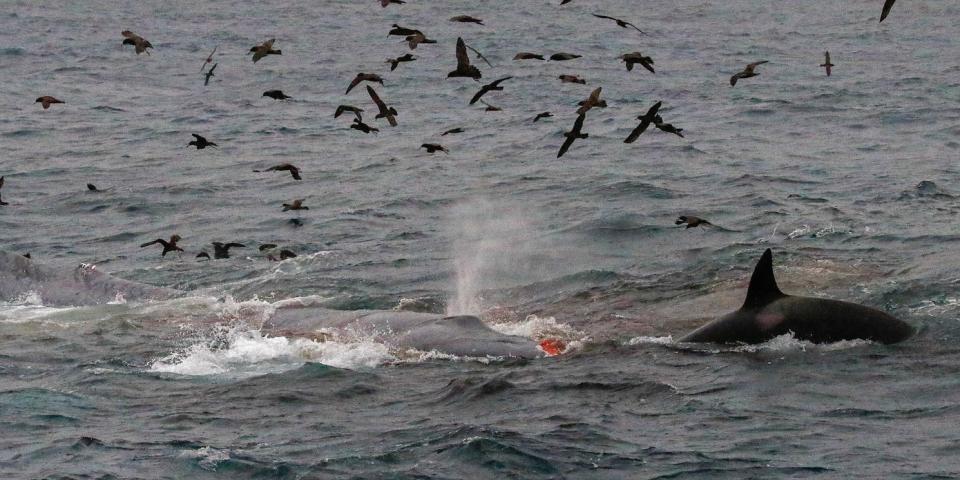 An orca feasting on a blue whale that it just killed in the first documented killing of its kind.