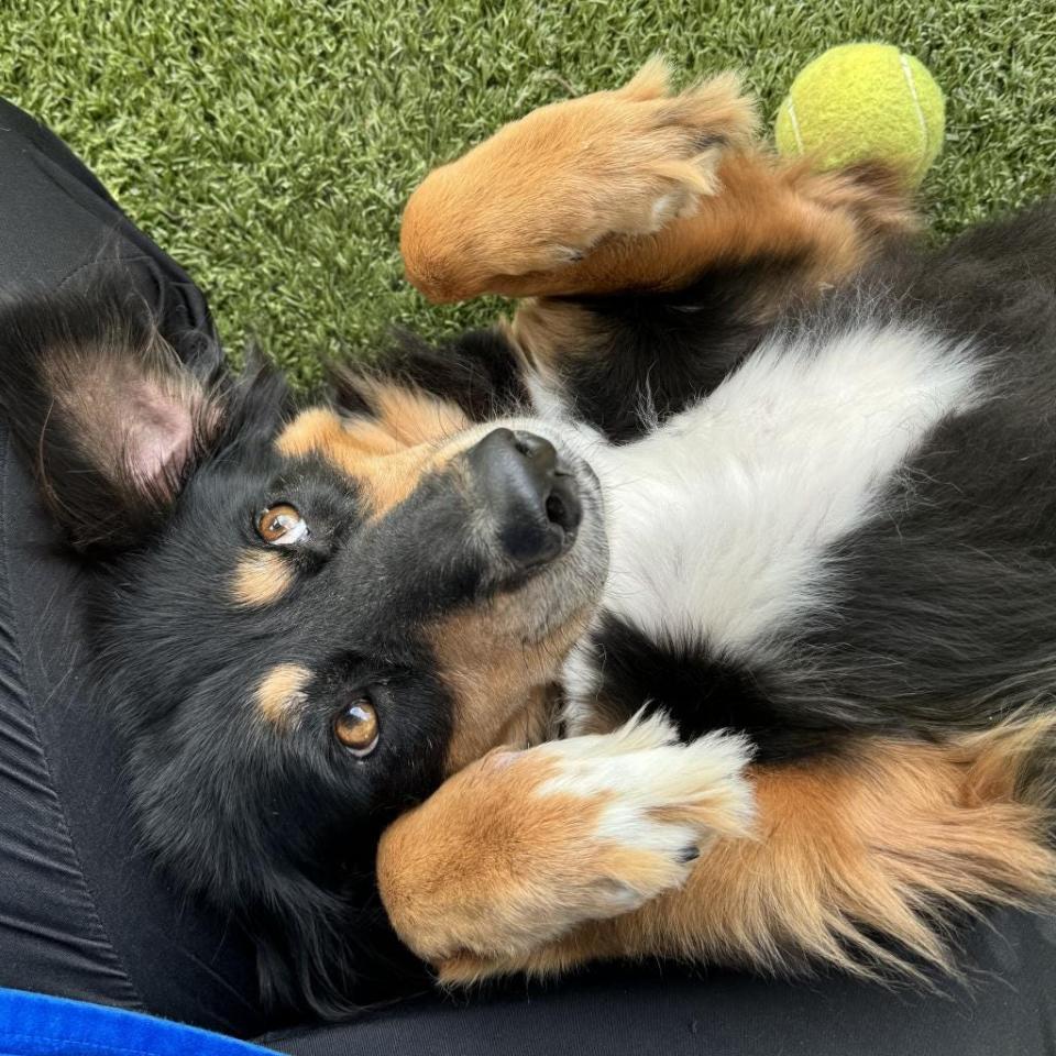 Bubbles is a fluffy Australian shepherd and border collie mix. She has separation anxiety, which results in her tendency to escape. Training and patience will be needed. Bubbles is low key but will get bursts of energy and want to practice her inherited herding skills.