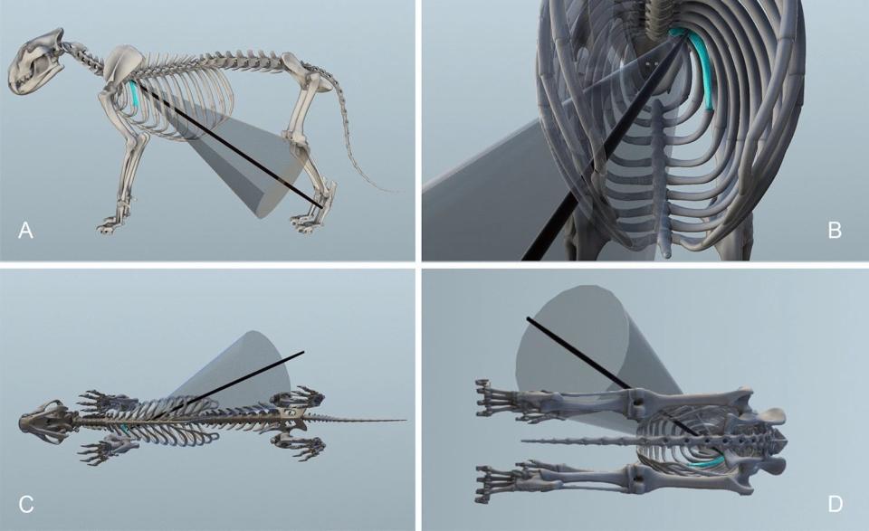 A 3d model shows the cave lion's skeleton as well as the position of the spear depending on the marks left on the bones. The model is shown from four angles. 