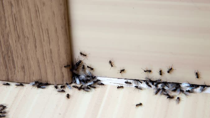 ant trail inside a home
