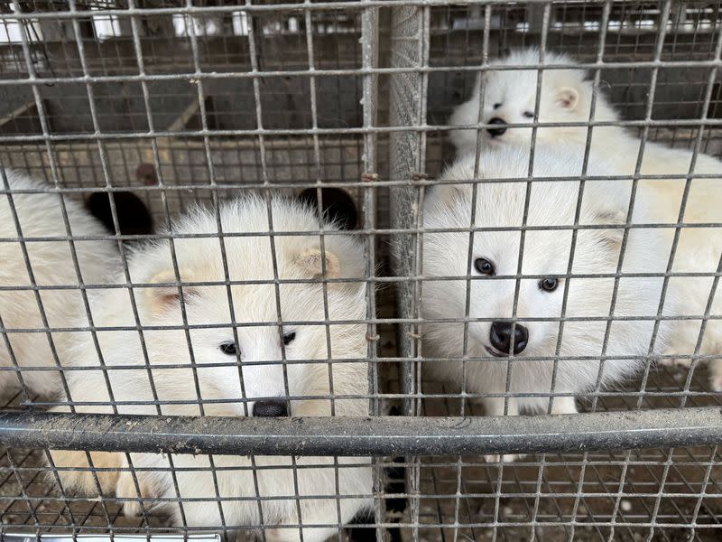 A view shows white raccoon dogs inside cages at a fur farm in Pulandian, Liaoning province