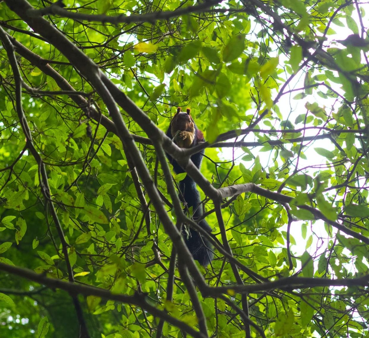 <span class="caption">Taxonomy, or the study of classifying species, plays a key role in biodiversity conservation. </span> <span class="attribution"><a class="link " href="https://www.gettyimages.com/detail/photo/malabar-giant-squirrel-in-a-tree-royalty-free-image/1367823891" rel="nofollow noopener" target="_blank" data-ylk="slk:Aarthi Arunkumar/Moment via Getty Images;elm:context_link;itc:0;sec:content-canvas">Aarthi Arunkumar/Moment via Getty Images</a></span>