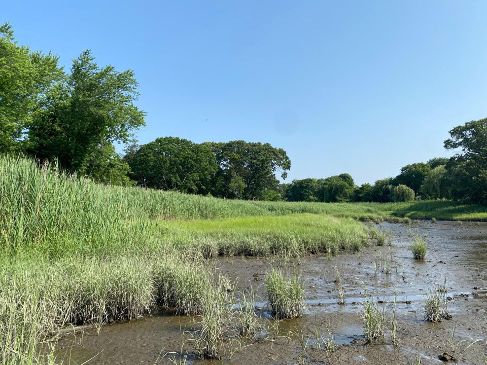 The clump of trees in the left center of this view from the marsh in Barrington's Allins Cove marks where Herbert Johnson lived in the 1910s and 1920s.