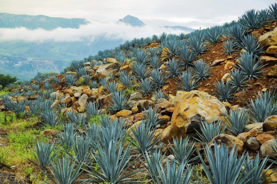 Agave plants in Guadalajara, Mexico (Courtesy of Airbnb)