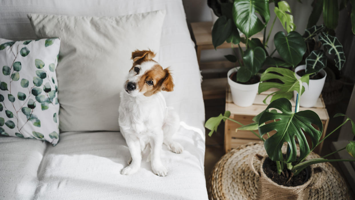  A Jack Russell Terrier on a white couch tilting his head with houseplants next to him. 