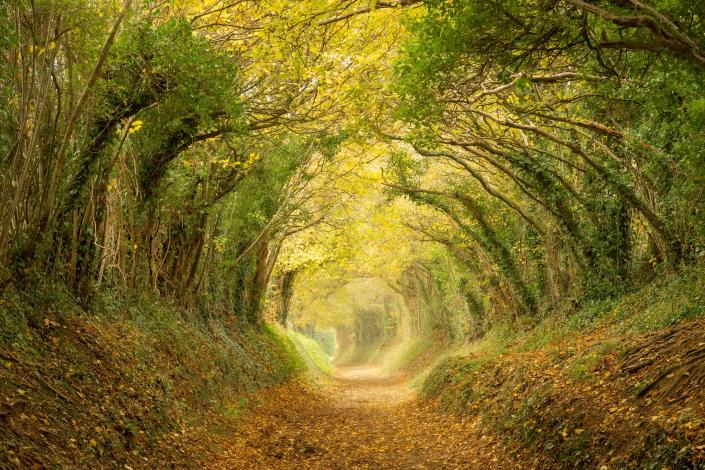 Halnaker tree tunnel over an ancient track to Halnaker windmill forming a hollow way, West Sussex, England, UK, during late autumn