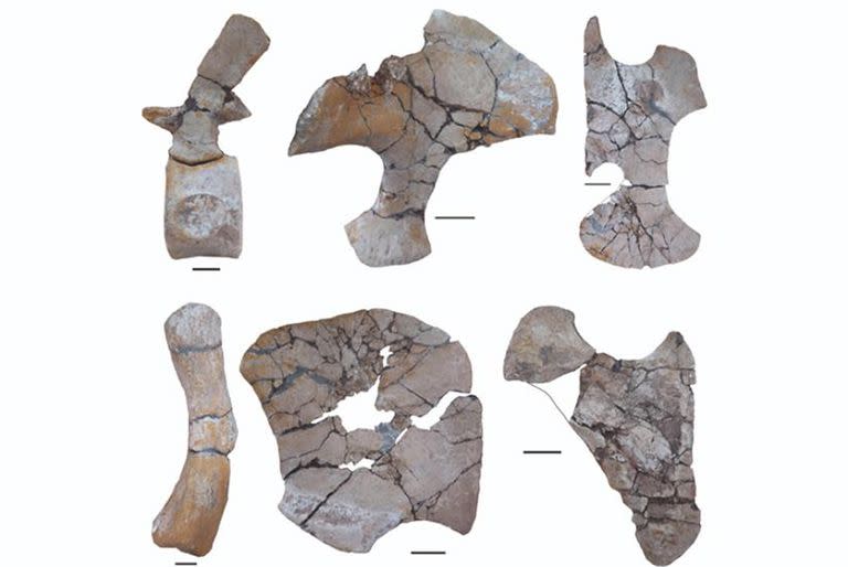 Hallaron en Chubut el esqueleto de un gigante marino que convivió con los dinosaurios. Escápula, cintura pectoral y cintura pélvica, algunos de los materiales óseos hallados