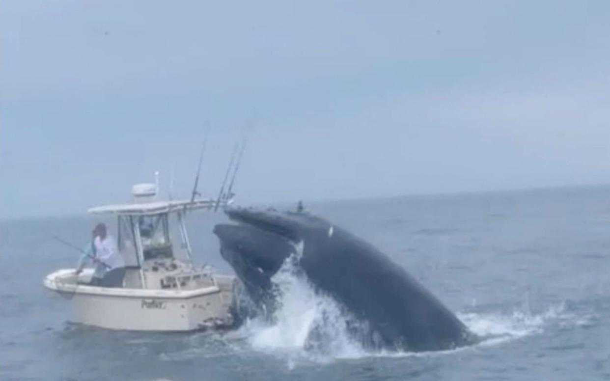 The whale breaches the water before slamming into the small fishing boat