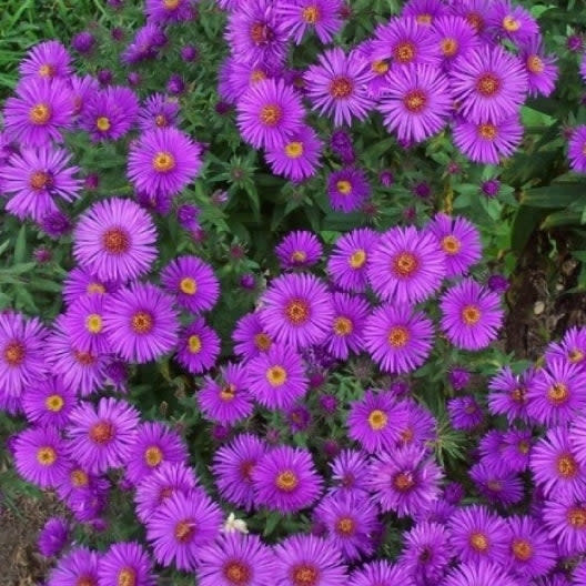 <p><a href="https://go.redirectingat.com?id=74968X1596630&url=https%3A%2F%2Fwww.edenbrothers.com%2Fproducts%2Fnew_england_aster_seeds&sref=https%3A%2F%2Fwww.countryliving.com%2Fgardening%2Fgarden-ideas%2Fadvice%2Fg1143%2Fbest-perennials-for-any-yard%2F" rel="nofollow noopener" target="_blank" data-ylk="slk:Shop Now;elm:context_link;itc:0;sec:content-canvas" class="link ">Shop Now</a></p><p>Flower Seeds</p><p>edenbrothers.com</p><p>$7.09</p>