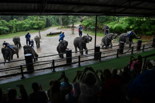 A tamed elephant can now fetch up to $80,000, a colossal investment that then requires gruelling hours of work and increasingly bizarre stunts to be recouped