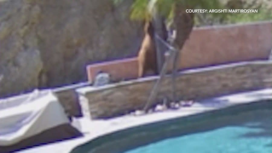 A bear scratches itself on a palm tree in a Burbank backyard on April 9, 2024. (Argishti Martirosyan)