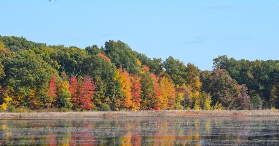 autumn trees by the lake in Waterloo Park