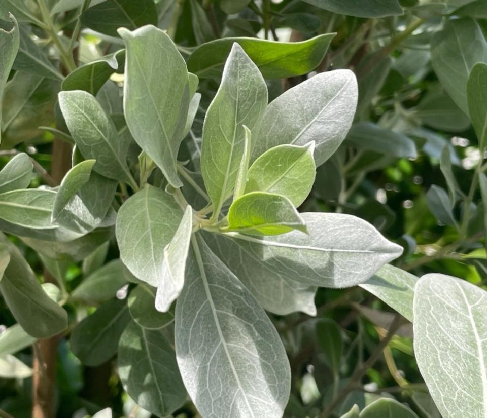 The silver buttonwood tolerates salt, drought and extreme wind, making it ideal to plant near the ocean.